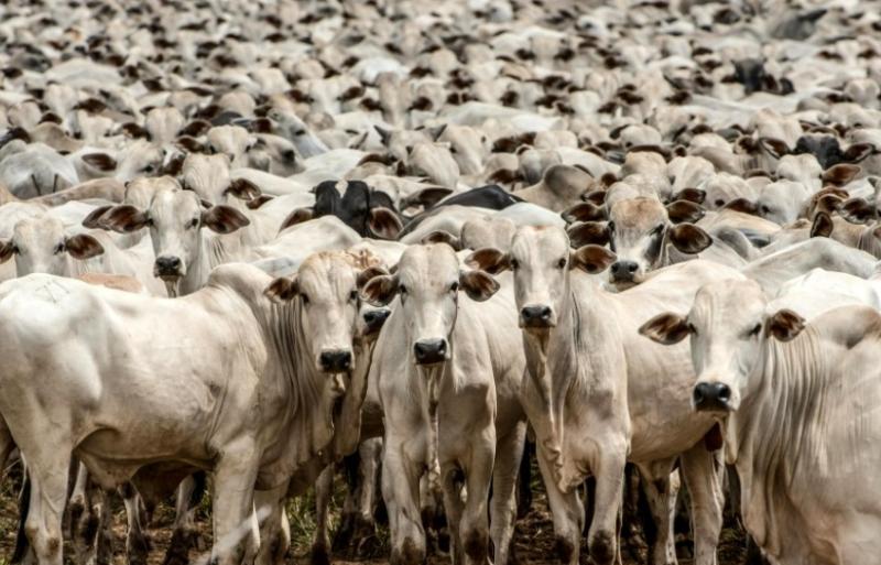 Liga do Araguaia inicia projeto com a Friboi para valorizar a pecuária estadual