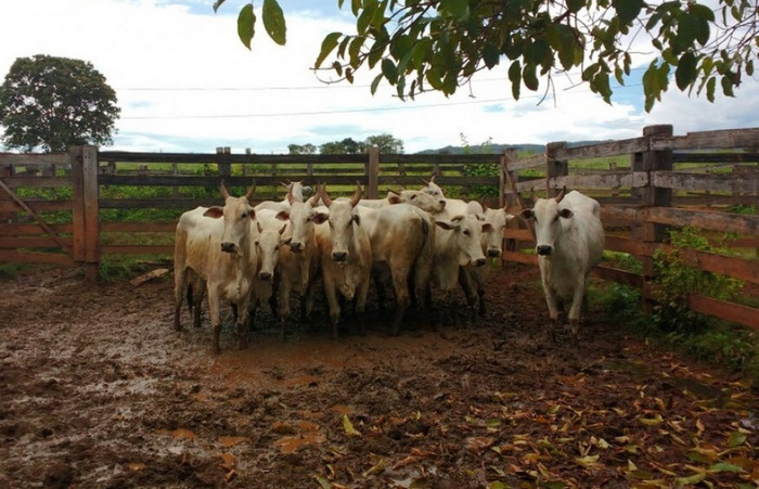 Polícia Civil recupera 11 vacas furtadas de fazenda no Araguaia