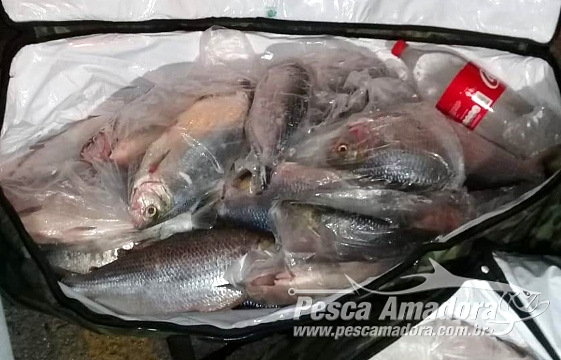 Força tarefa apreende 93 kg de pescado ilegal no Rio Culuene no Vale do Araguaia