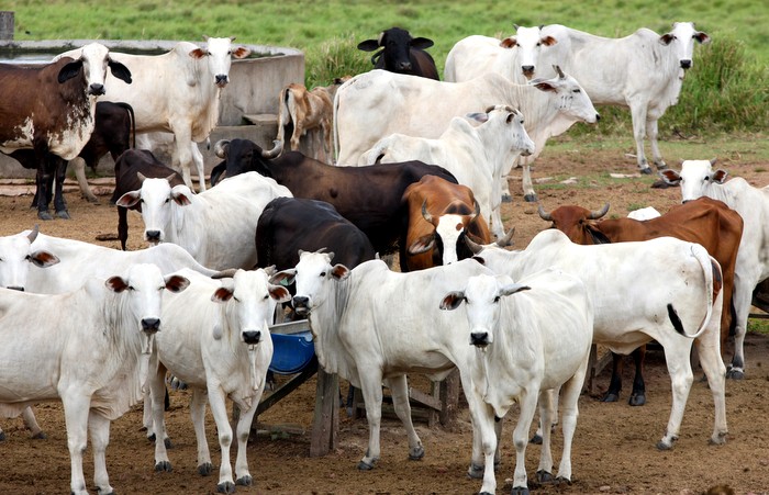Homens rendem caseiros e roubam 73 cabeças de gado em Santa Terezinha; casos recorrentes preocupam pecuaristas 