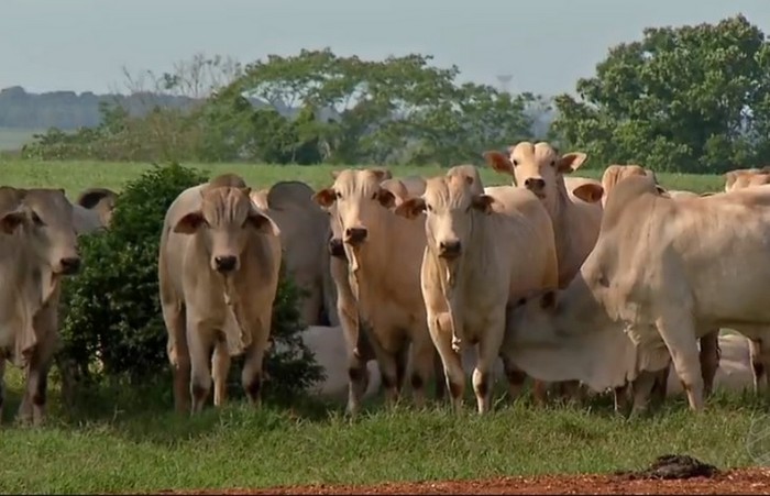 Acrimat diz que suspensão do embargo da carne bovina de MT não minimiza prejuízos no campo