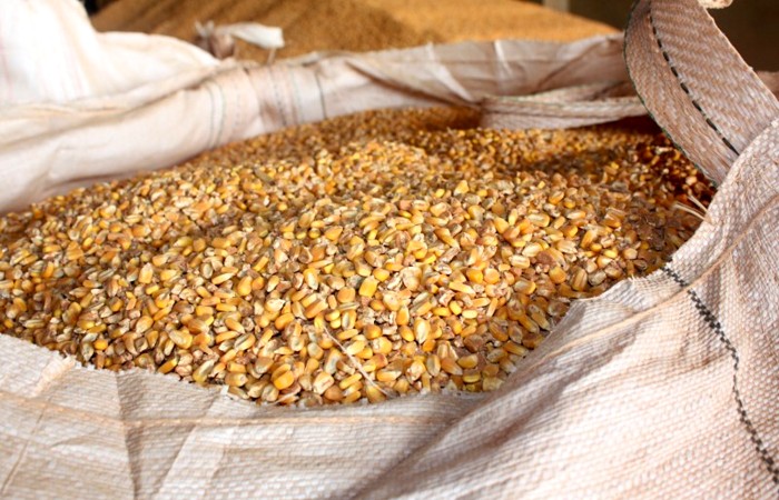 Comercializações internas de milho estão mais caras em Mato Grosso