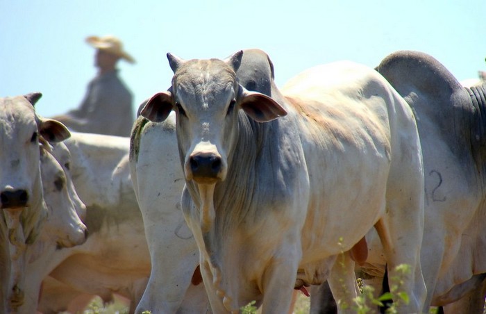 Queda no consumo de carne durante pandemia impacta no confinamento do boi em MT