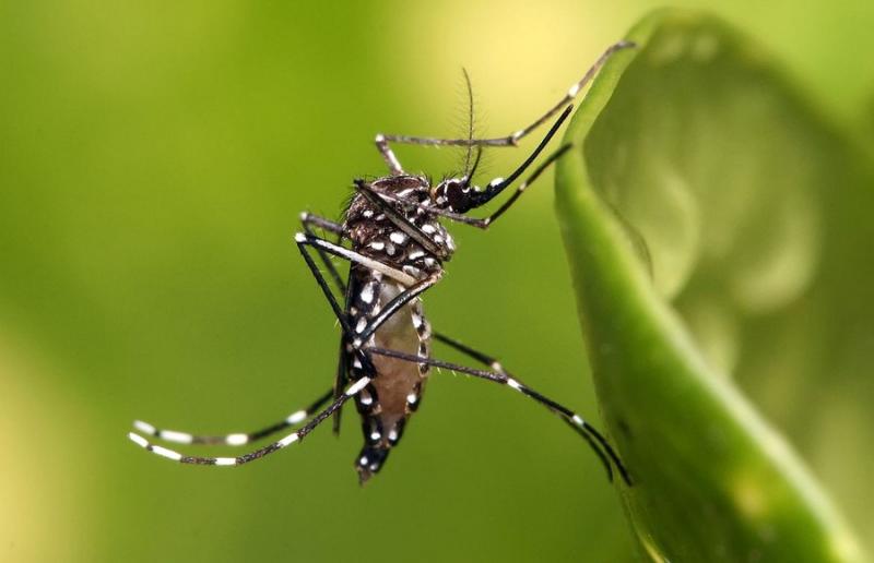 Casos de dengue em Mato Grosso caem pela metade no comparativo entre 2020 e 2021