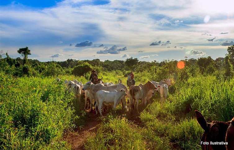 Justiça ordena retirada de rebanho de gado criado na Ilha do Bananal e Parque Nacional do Araguaia 