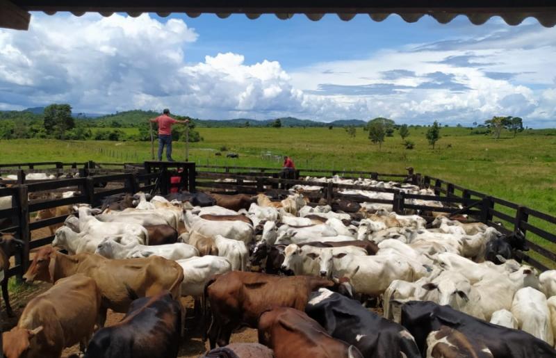 Polícia recupera mais 29 cabeças de bovinos oriundas de golpe de estelionato em Vila Rica