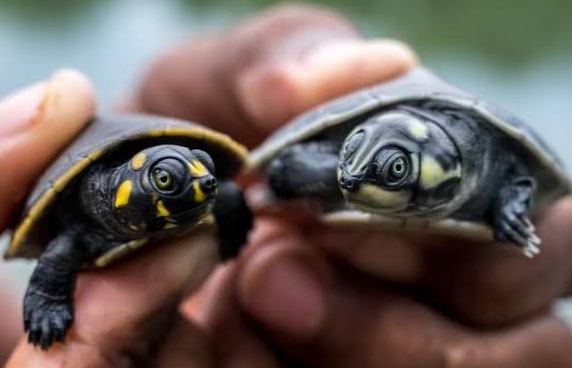 São Félix do Araguaia promove encontro ambiental com soltura de 8 mil filhotes de tartarugas