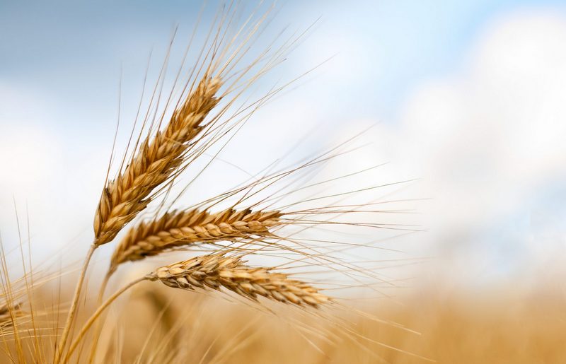 Estudo mostra que o Brasil pode se tornar autossuficiente na produção de trigo para consumo em até 10 anos