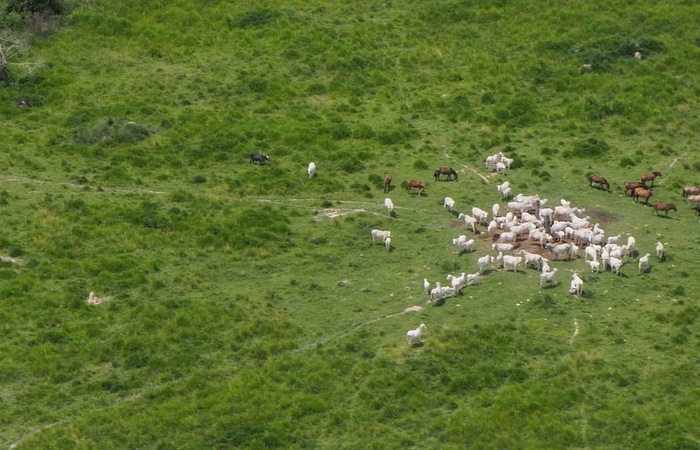 JBS compra gado de área ilegal no sul do Pará e leva multa de R$ 24 milhões